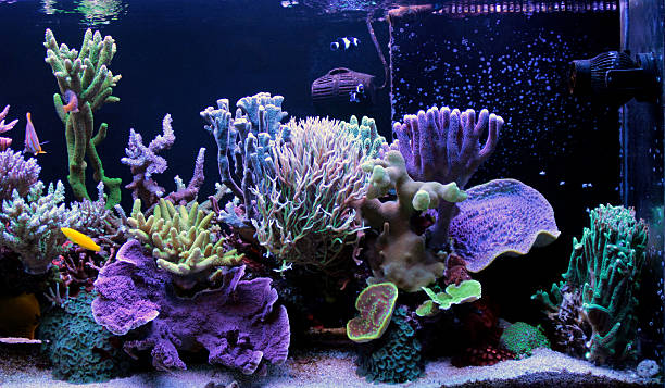 best coral for reef tank