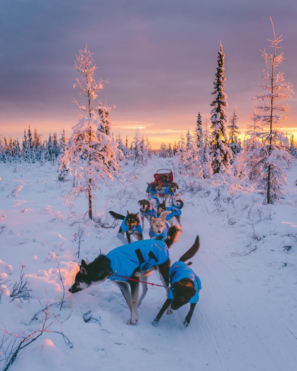 Best alaska heli skiing